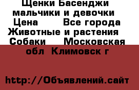 Щенки Басенджи ,мальчики и девочки › Цена ­ 1 - Все города Животные и растения » Собаки   . Московская обл.,Климовск г.